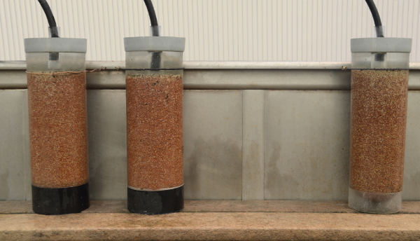 600,000 incubating tilapia eggs