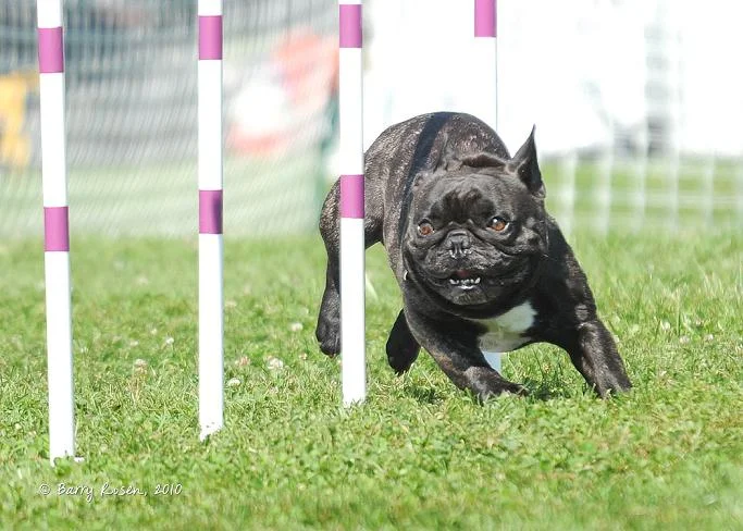 Soren in the Weave Poles