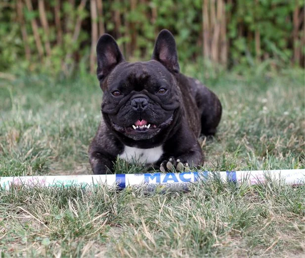 Soren with his MACH Bar
