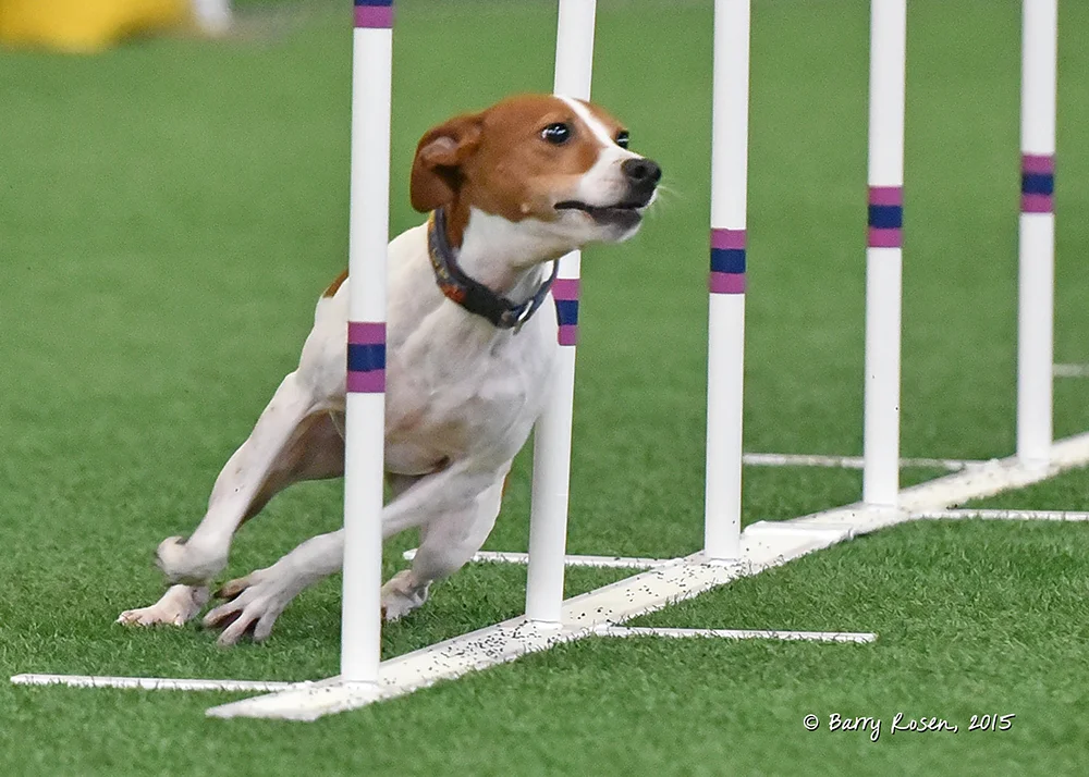 Remus, a very fast and very athletic Rat Terrier, is Deb's current competition agility dog