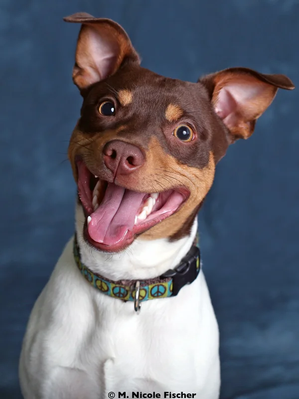 Ferris is a young Rat Terrier with a happy-go-lucky and enthusiast outlook on life