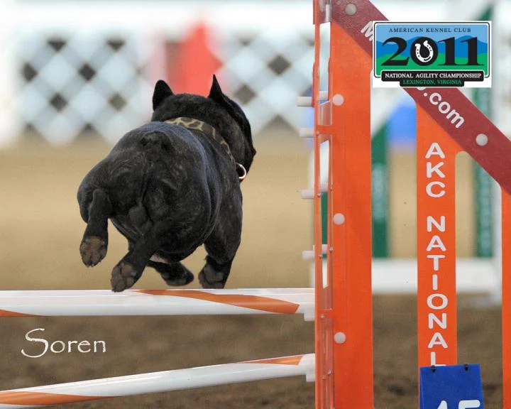 Soren competing at the AKC National Agility Championships in 2011. He was the first French Bulldog to qualify for and compete in this event.