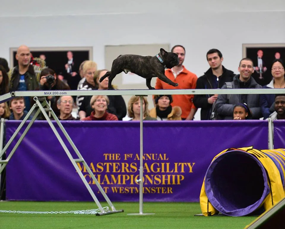 Soren was a crowd favorite at the 1st Annual Masters Agility Championship at Westminster. Look at all the smiling faces.
