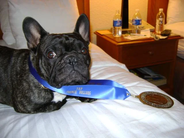 Top French Bulldog Award
