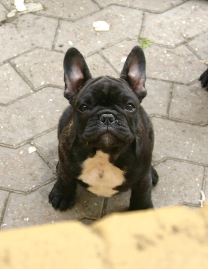 Soren as a puppy, at his home with Suzanne in MD -- even then you could see his intelligence and soulful, loving nature