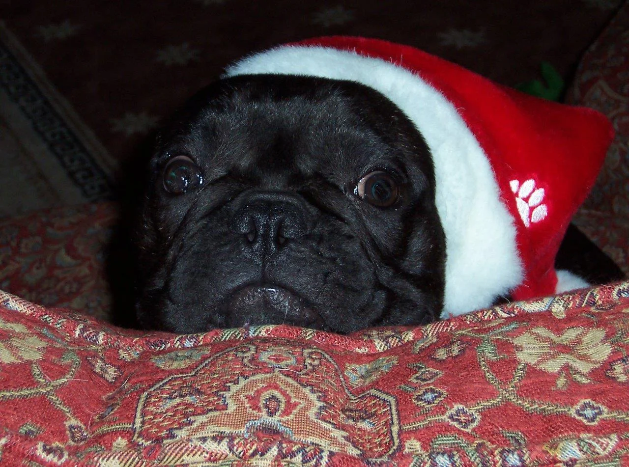 Young Soren celebrating Christmas at Suzanne's. Can't you just hear him saying, "isn't it time to open my presents yet?"
