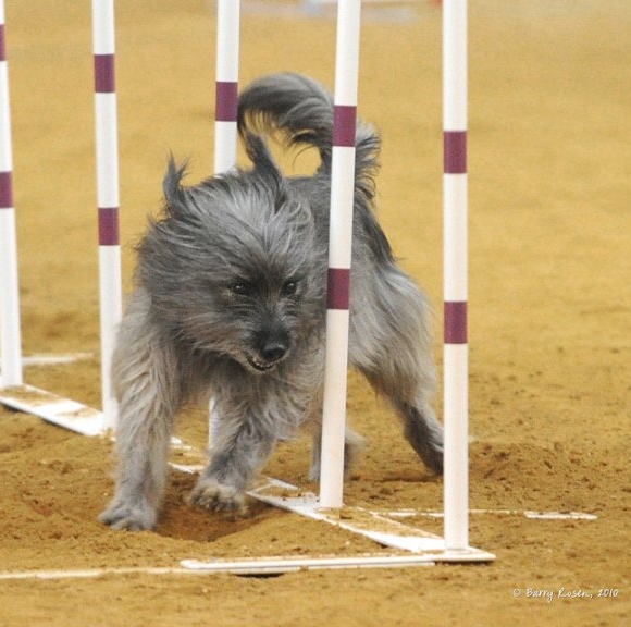 Pyrenean Shepherd, Alex, owned by Deb Rabuck, appears in Soaring Soren. Photo by Barry Rosen (c)