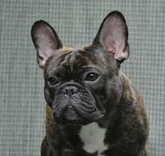 Junior