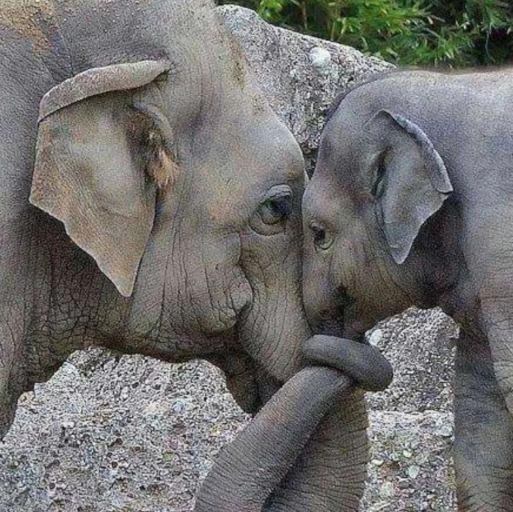 elephantshug.jpg