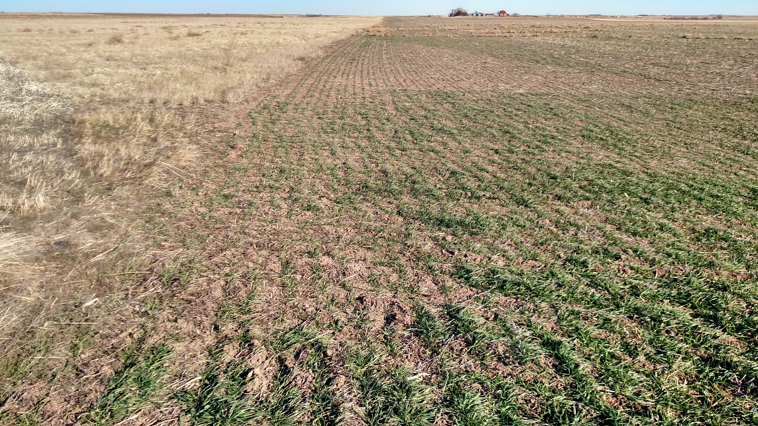 growing wheat & stubble.jpg