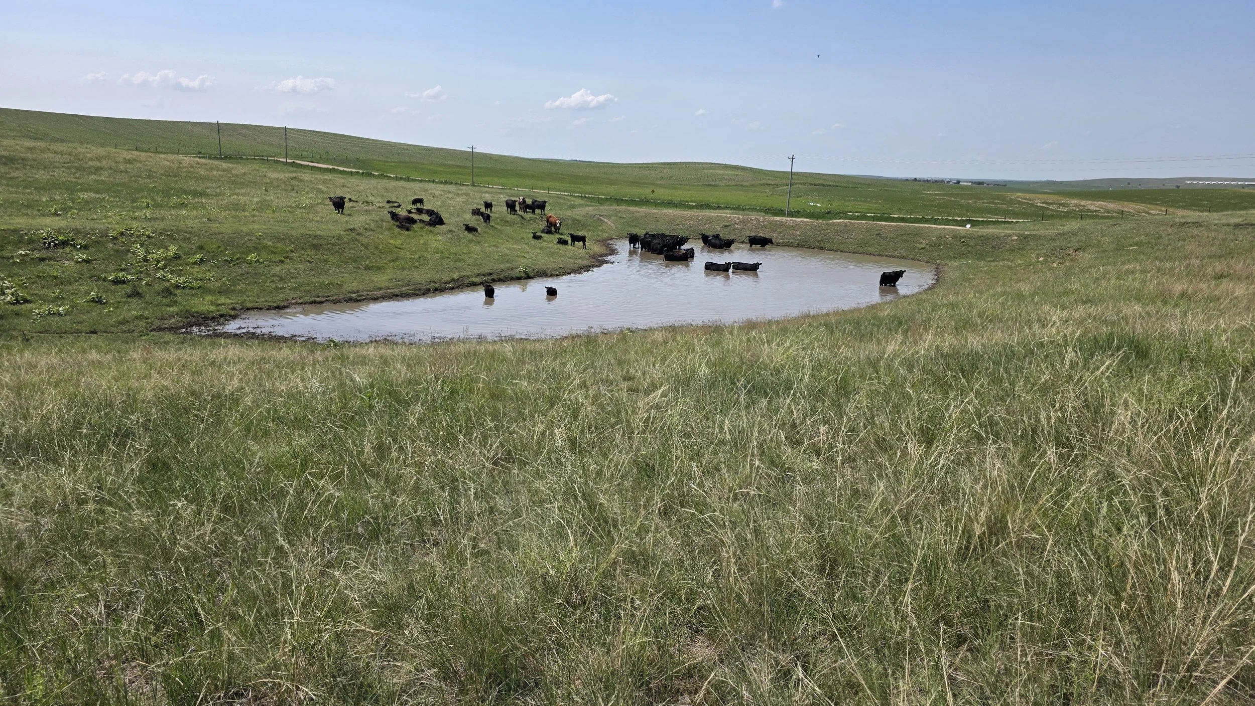 Cecava Farms Auction - November 19, 2026 - Wallace, NE