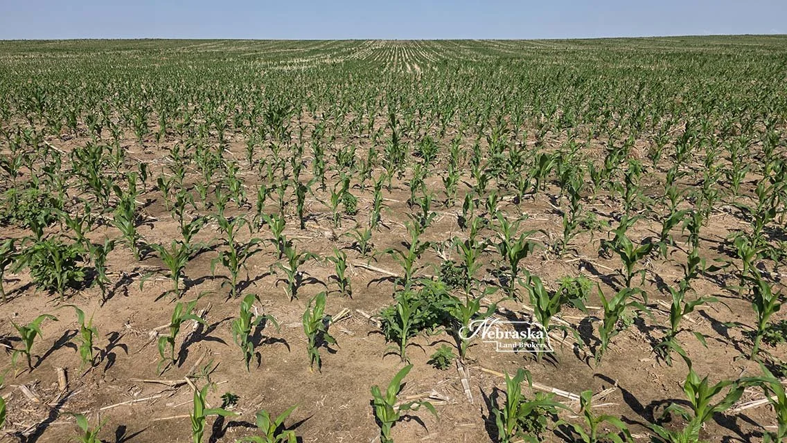 Cecava Farms Parcel 1 (4).jpg