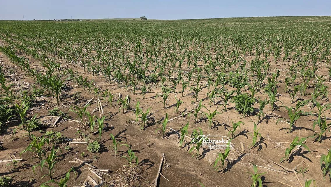 Cecava Farms Parcel 1 (5).jpg