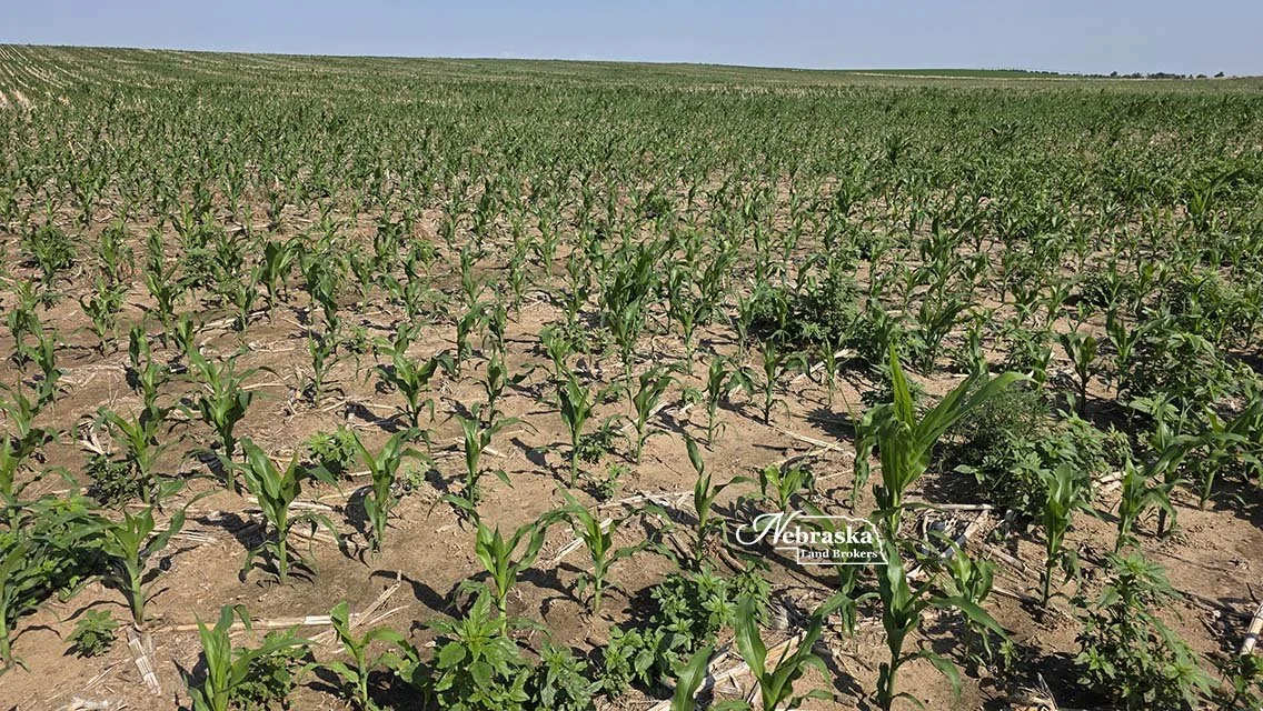 Cecava Farms Parcel 1 (6).jpg
