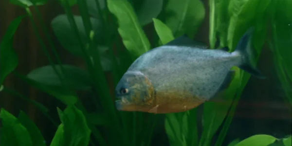 bell_piranha_overview_2x1.jpg