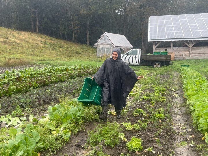 Harvest Day! Don&rsquo;t worry, it only rained ALL DAY LONG&hellip; In spite of the swampy conditions we picked some gorgeous kale, chard, escarole and bok choy for our CSA pick up tomorrow. Hopefully we will have dried out by then!