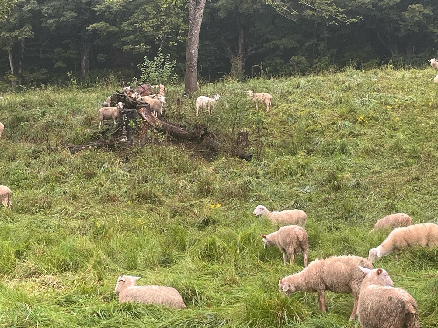 Why couldn&rsquo;t the sheep save this photo to their computer? They needed more RAM!