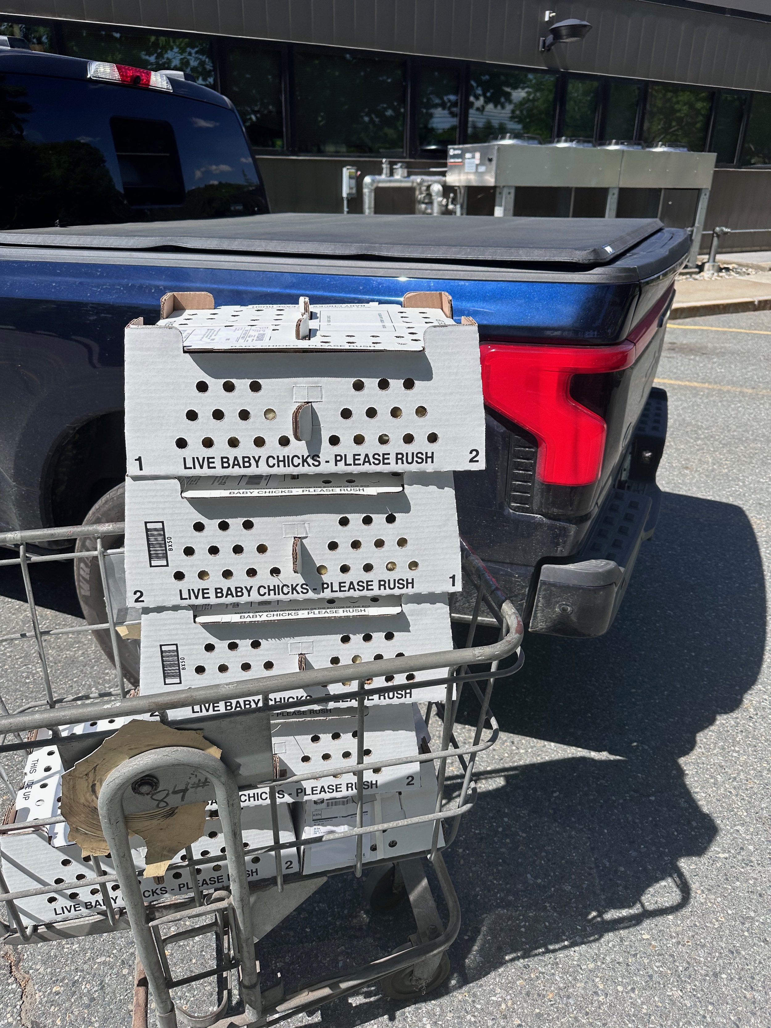 How To Pick Up Chicks