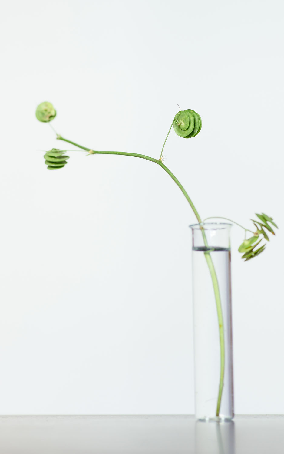 Flowers | KCKliKO
