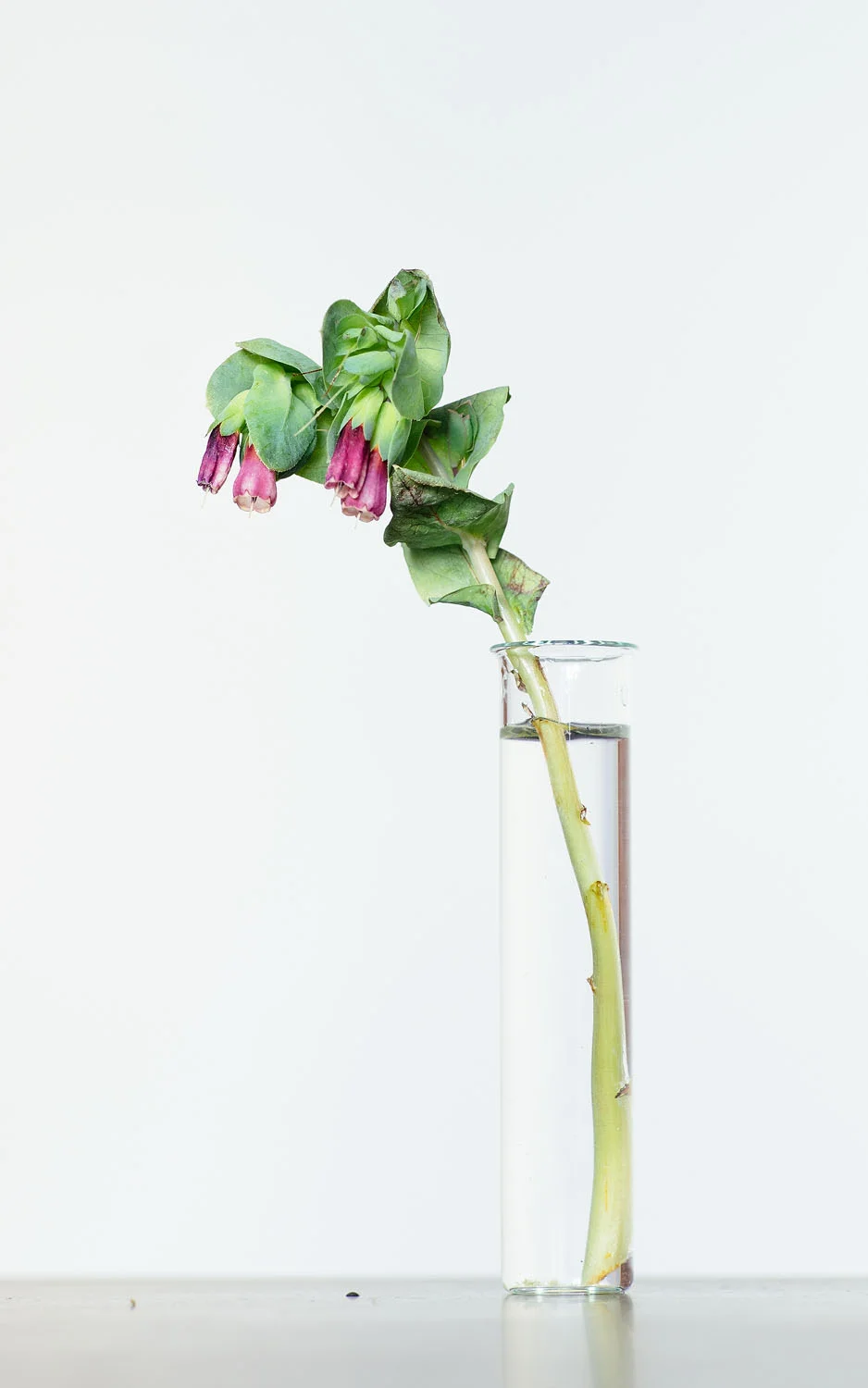 Flowers | KCKliKO