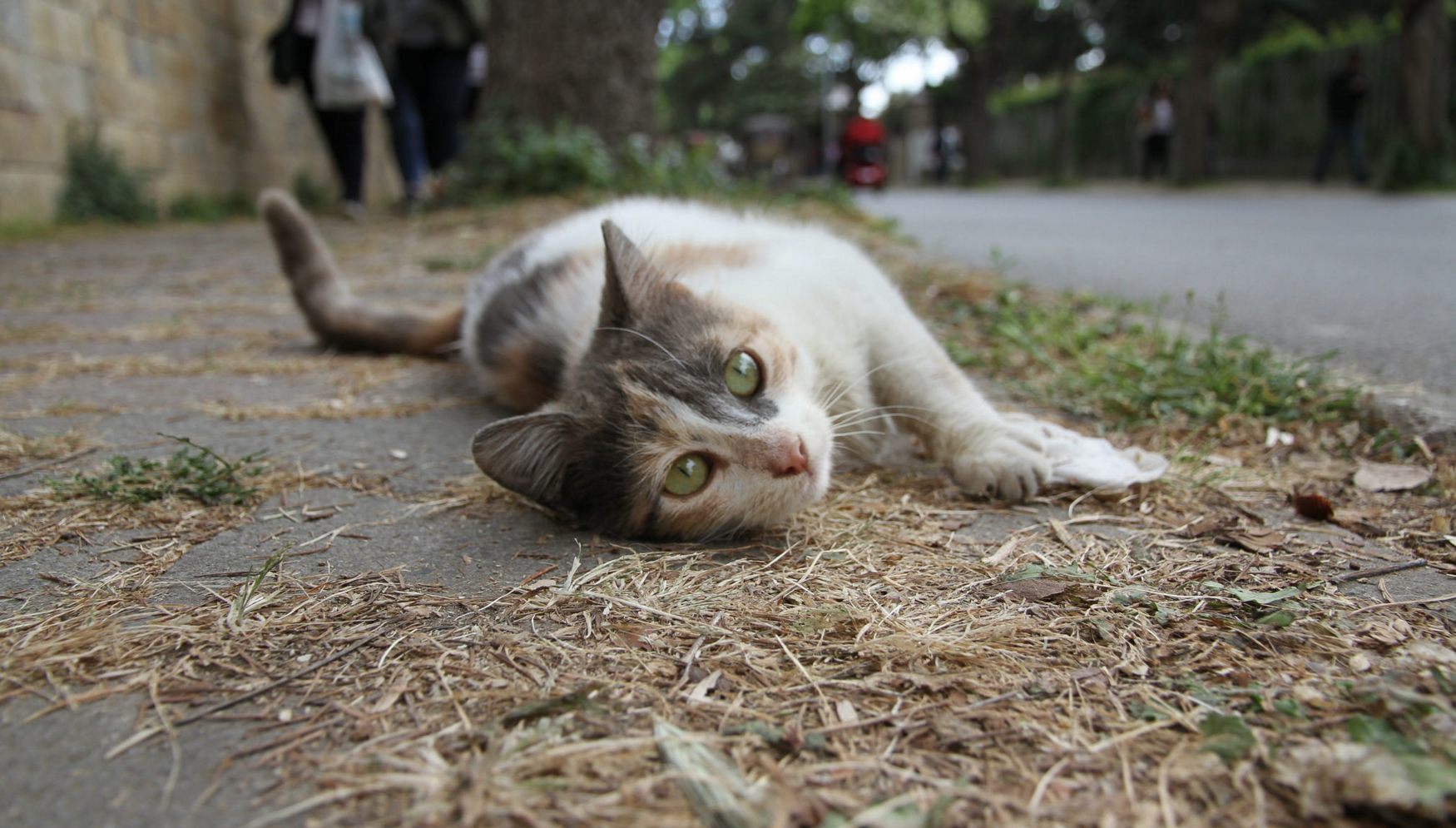 In Turkey, stray animals are (majority) regulated by the government. Stray dogs are tagged, spayed, and neutered so they can't be harmed by the public and cannot harm the public. The Turkish government is very much against euthanasia of dogs and cats for "population control" but other methods are taken into consideration to control or manage the exponential population growth of stray dogs and cats. What are your thoughts? 
