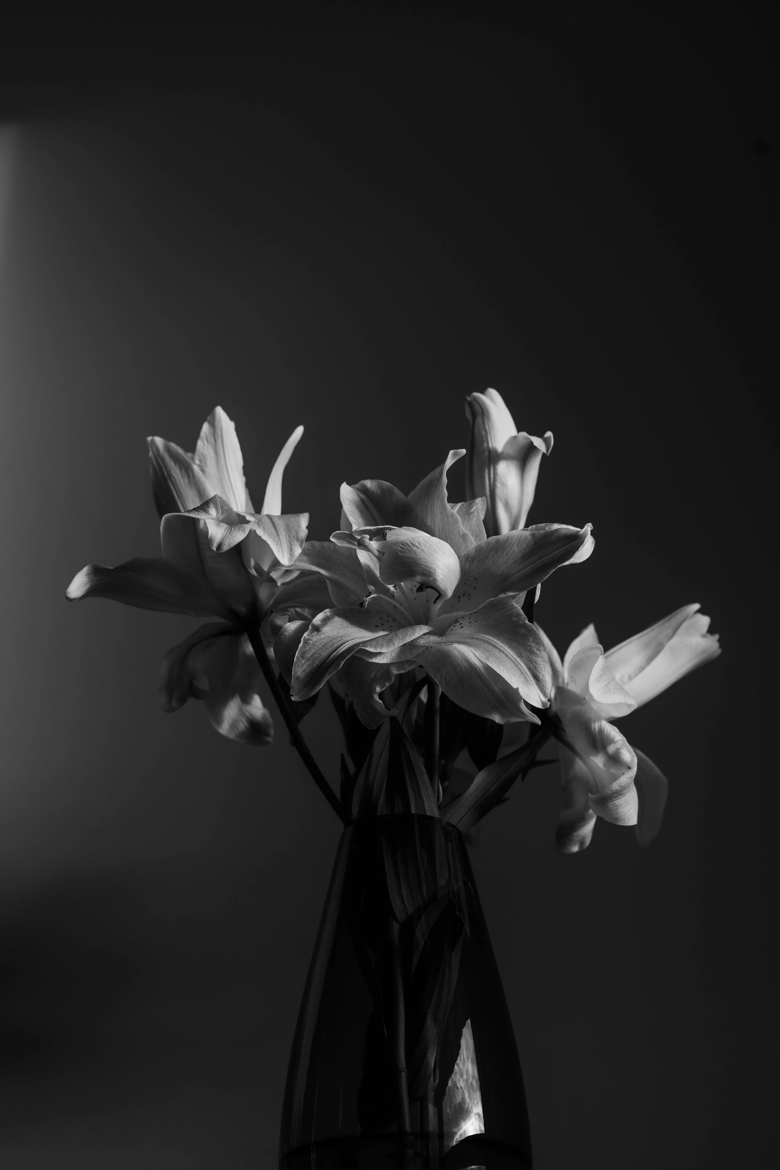 black and white lily-4.JPG