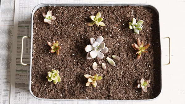 ezgif.com-video-to-gif (1).gif