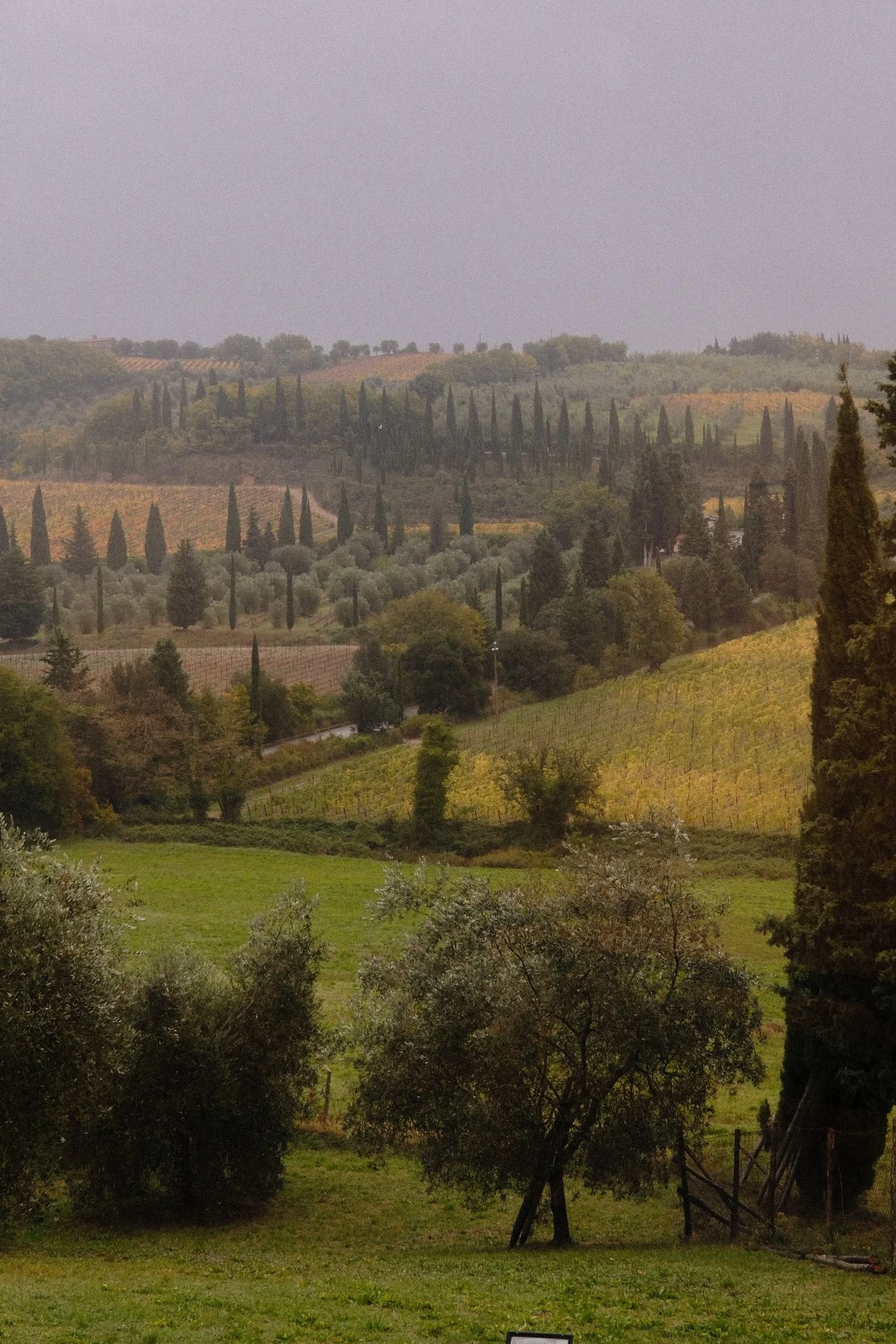 Tuscan vineyards and cypress trees in autumn, perfect for a fall Italy honeymoon