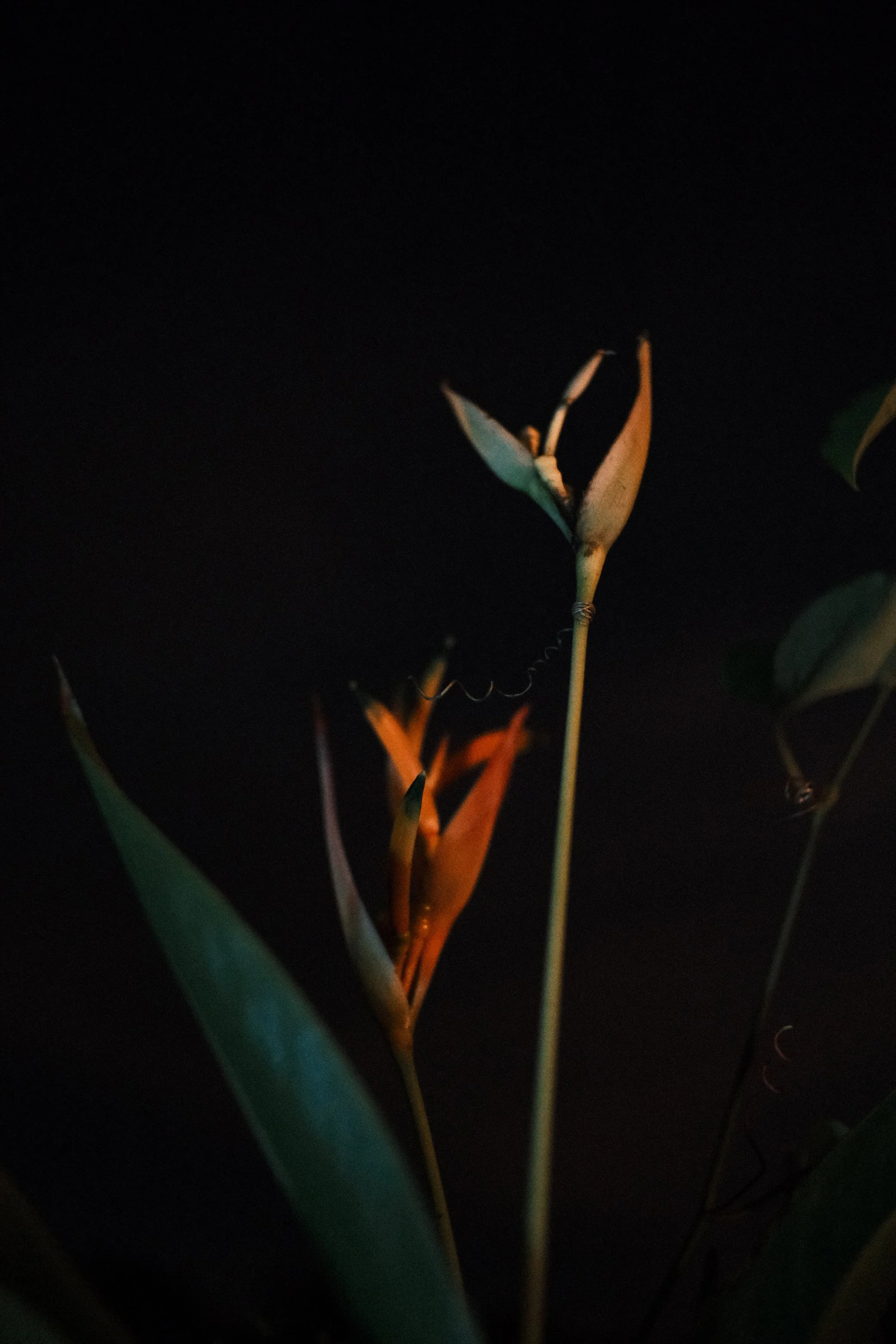 DSCF5095.jpeg