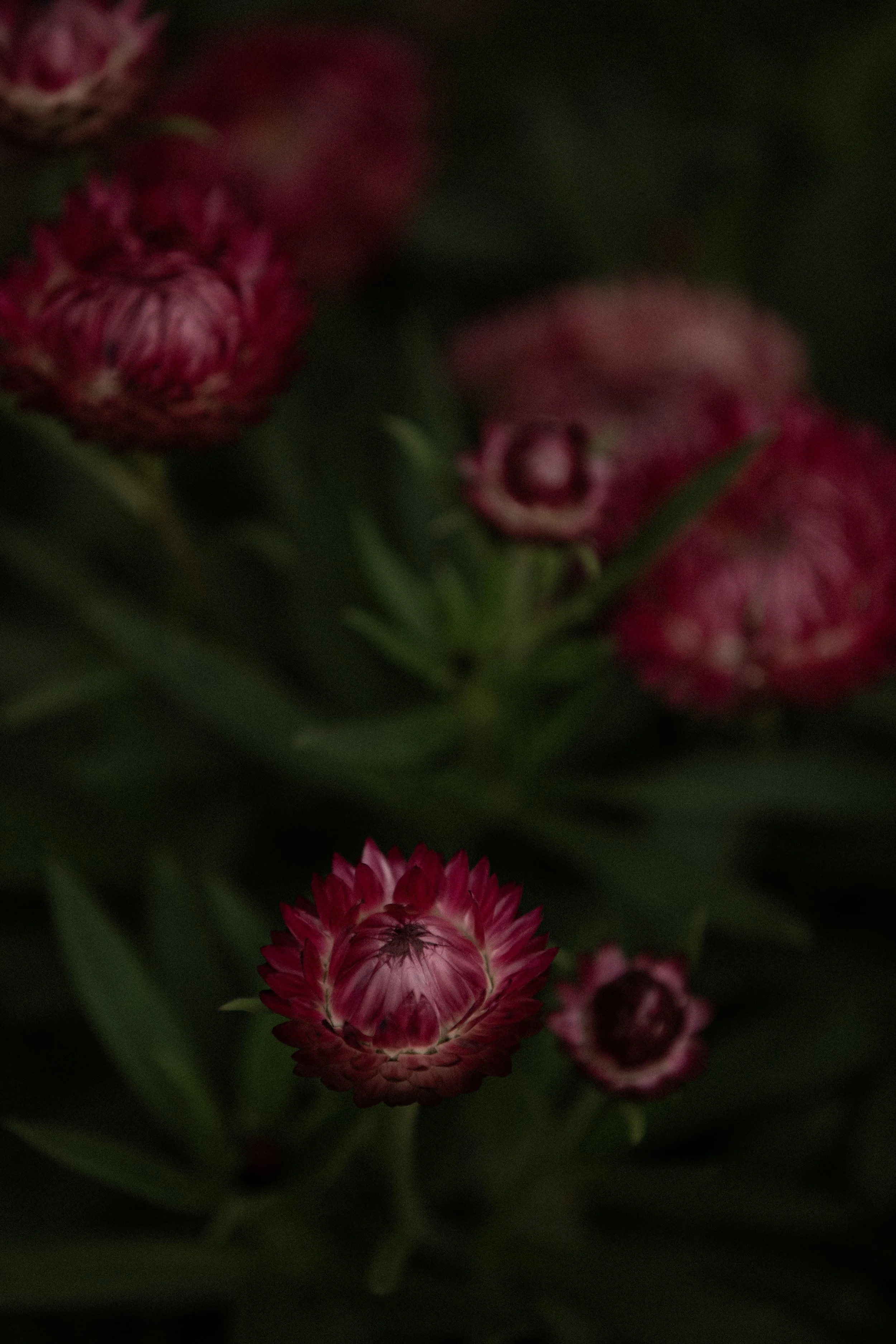 Photo Diary