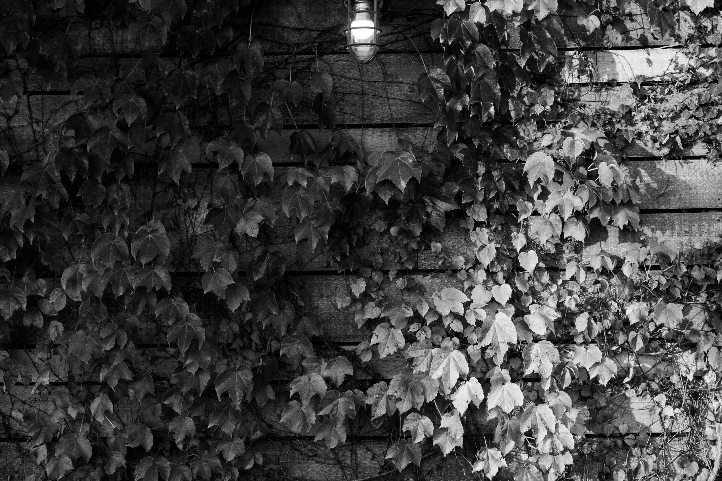 Green Wall - B+W.jpg