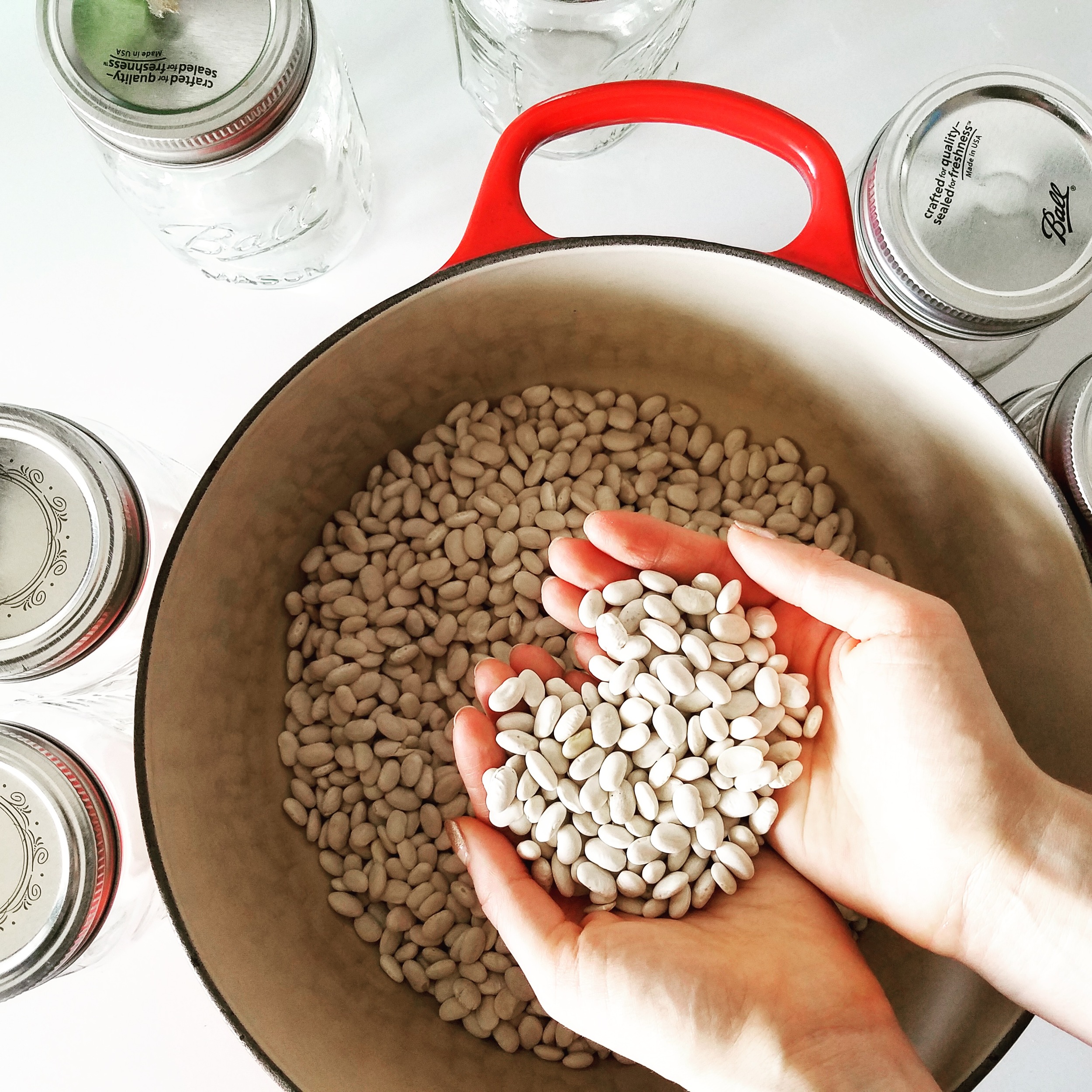 Great Northern White Beans from the Hudson Valley!