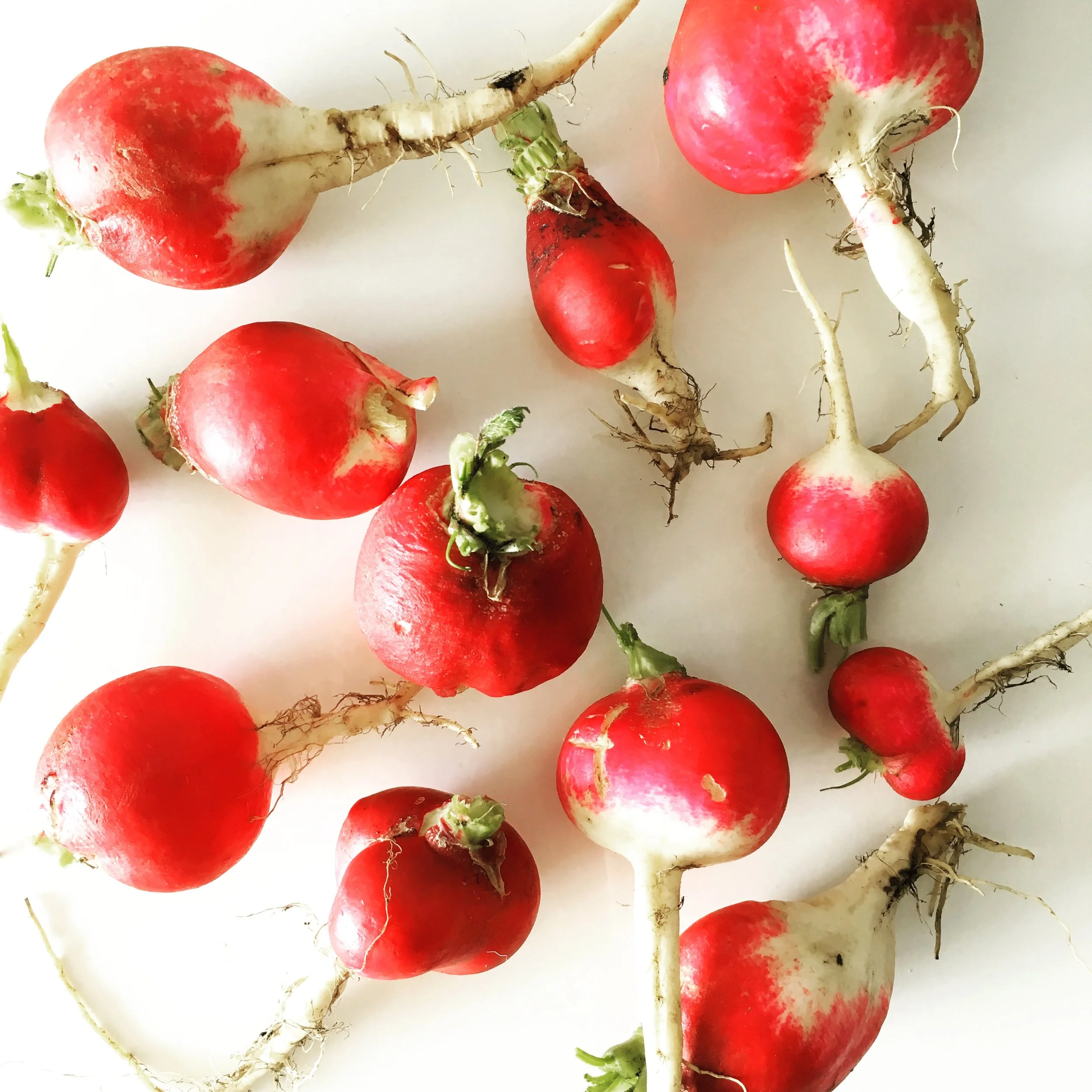 Radish Love!