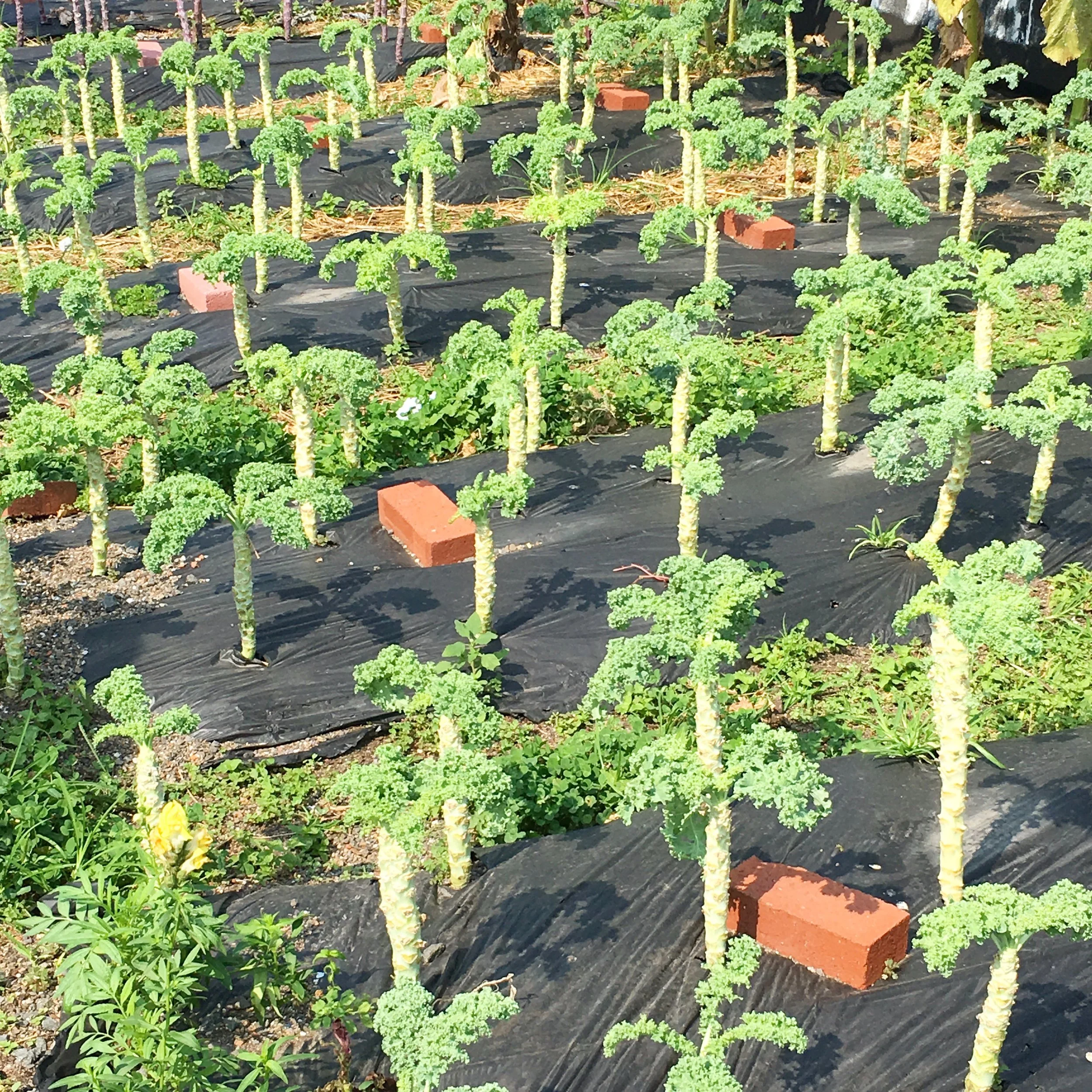 Sourcing Local Kale from Brooklyn Grange's rooftop farm