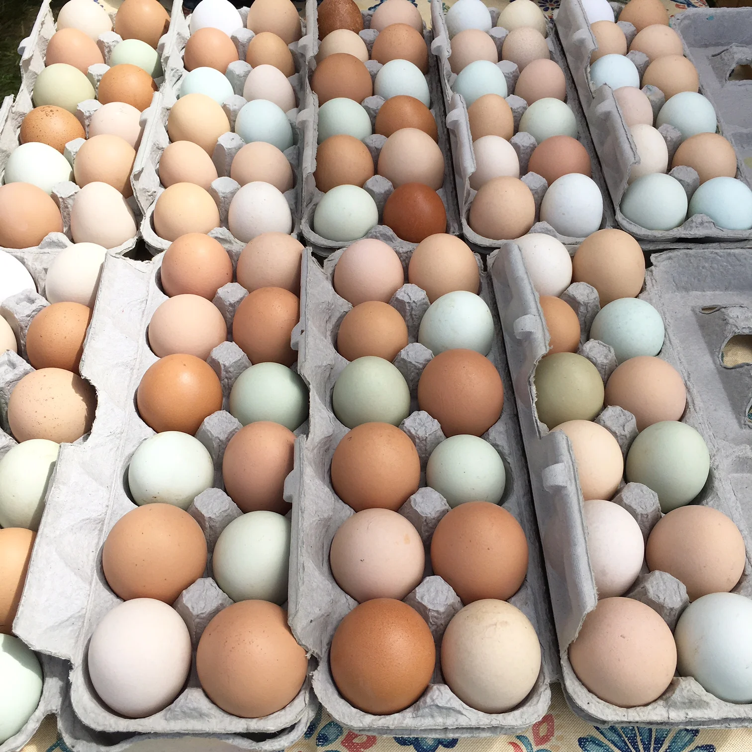 Farm Fresh Eggs!