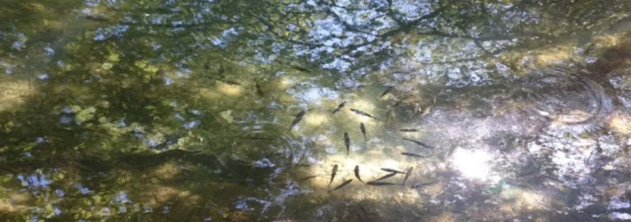 FOTO1.jpg
