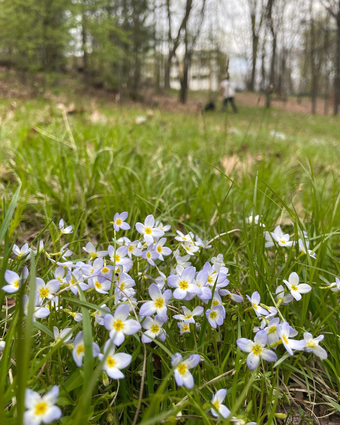 Flowers and disc golf. 🌸🥏

Nature holds the antidote to the season.
And just a few minutes outside in it, EVEN IN THE RAIN, is so healing and recalibrating to our natural state of balance.

Get outside. 🌱

#nature #naturemedicine #discgolf #connec
