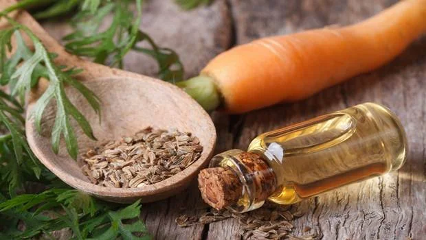 carrotseedoil.jpeg