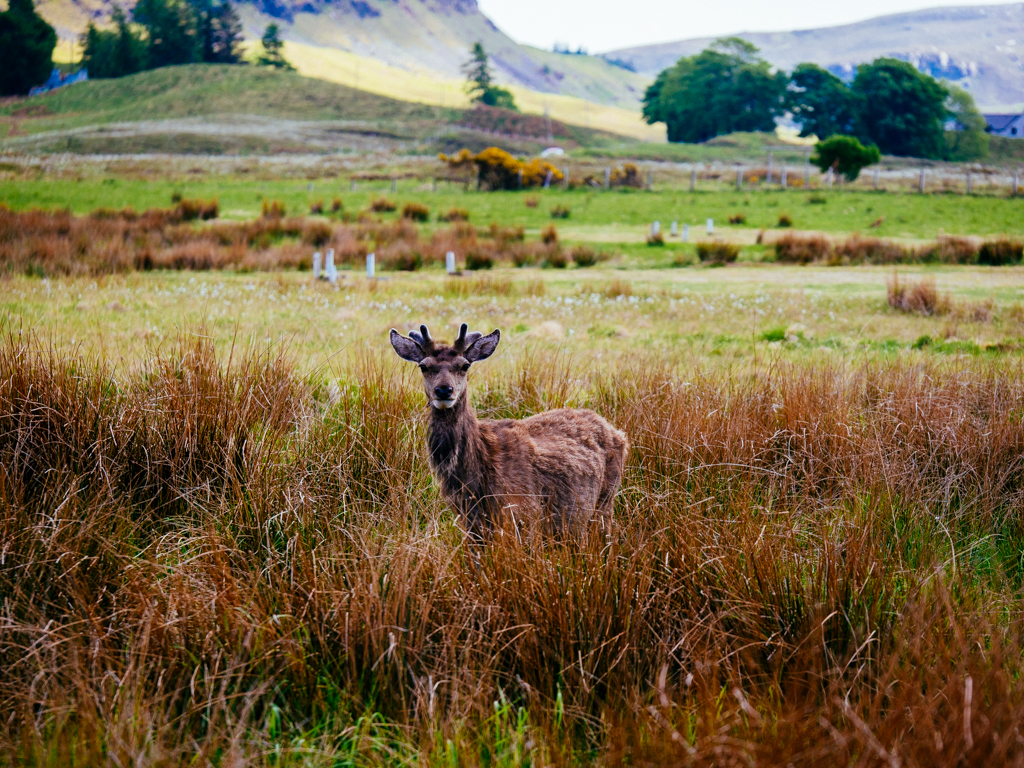 Scotland-121.jpg