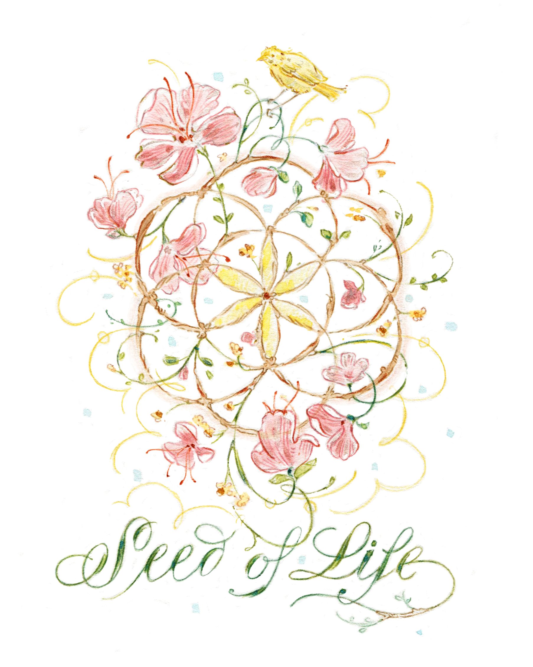 seed of life.jpg