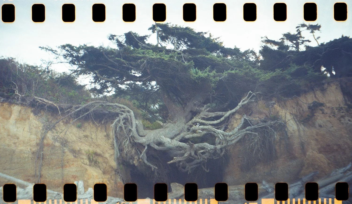 Livia Ferguson - Tree of Life