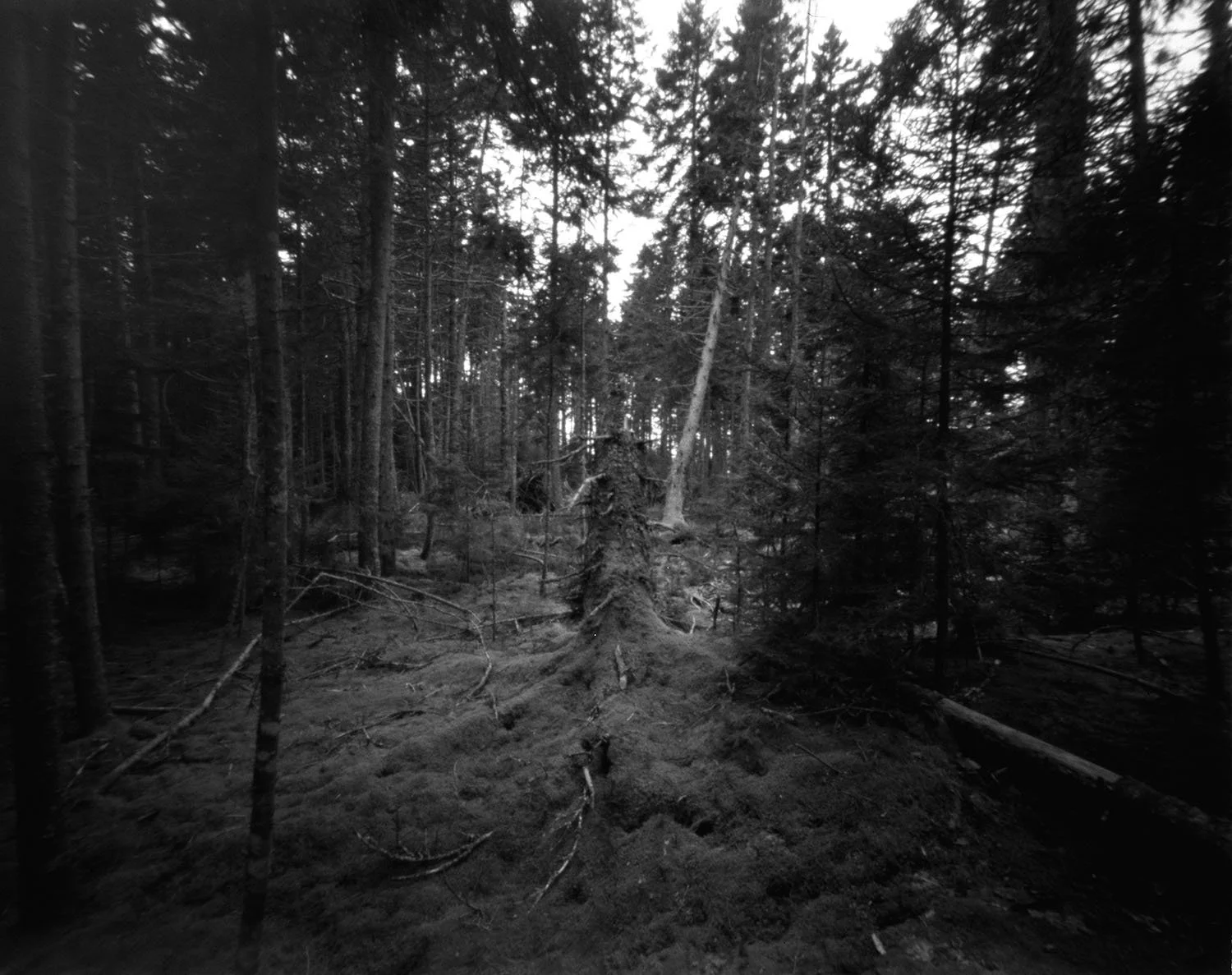 Lee Kennedy - Forest 2