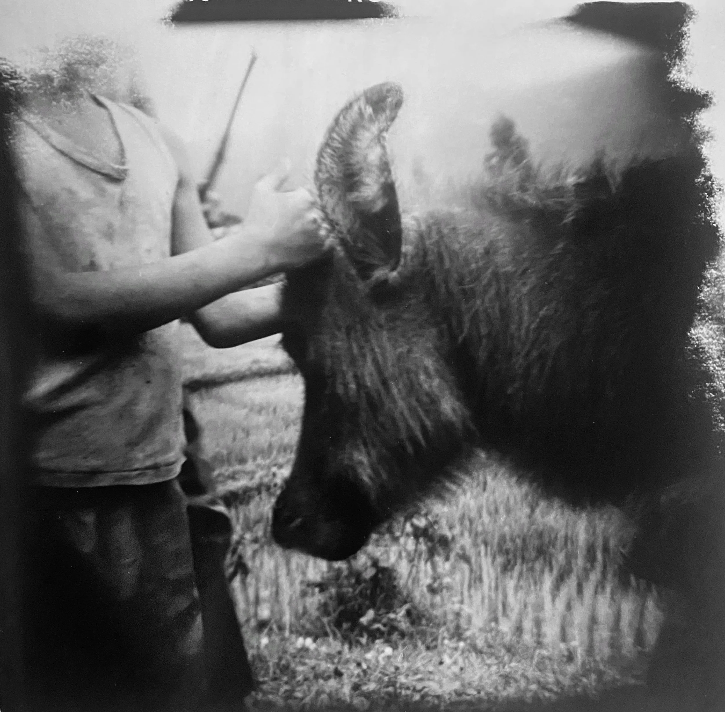 Valerie Schumacher - Boy and Buffalo