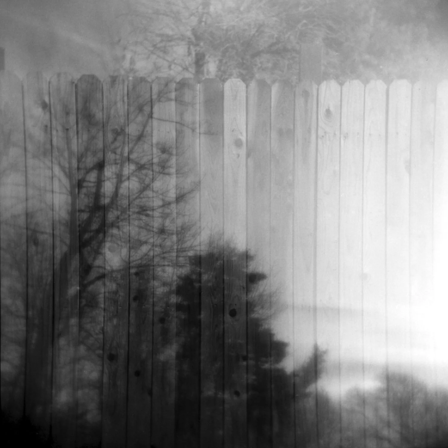 Lisa Tang Liu and James David Tabor - AZ Fence and MA Tree Silhouette