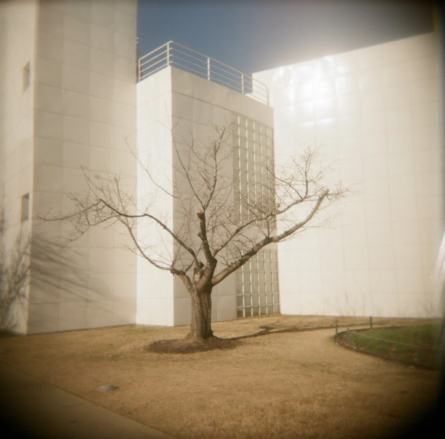 Rachel Winslow - Leafless