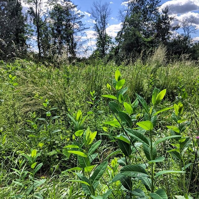 And finally, two weeks ago @mjshober  and I went exploring around the Lake. 
We saw a fox, some beautiful wildflowers, and some pretty cool birds including an oriole.  Yay, Nature!