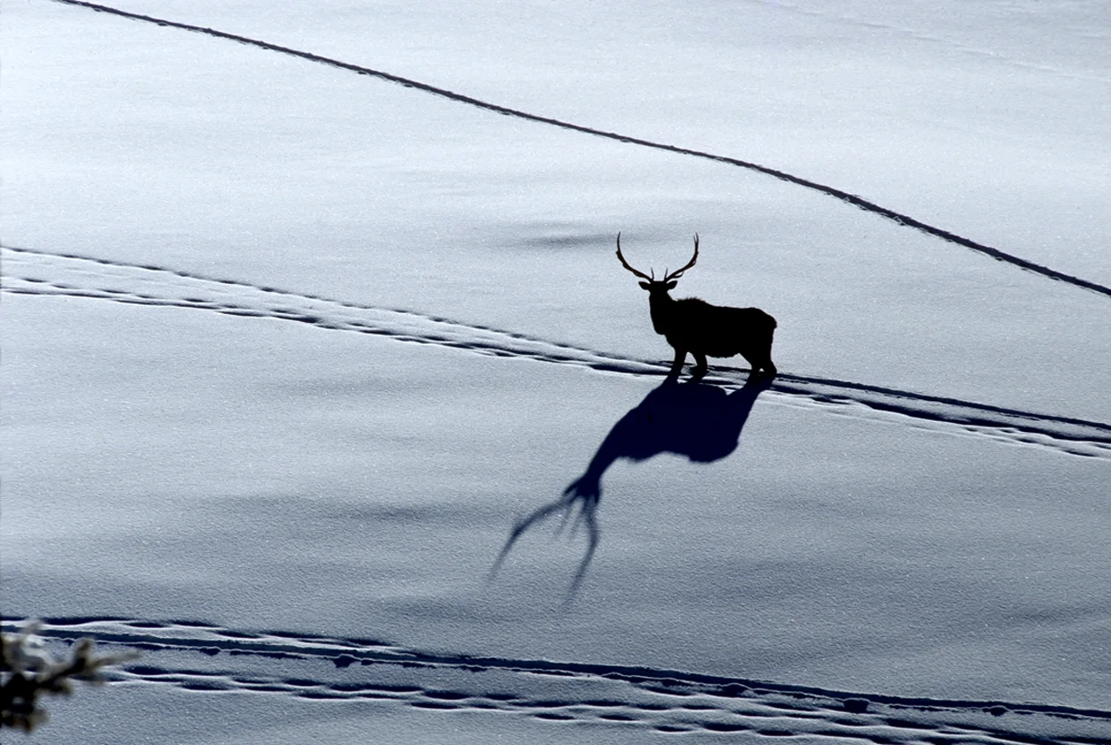 129_ElkBullSilhouette7161 - Tom Murphy.jpg