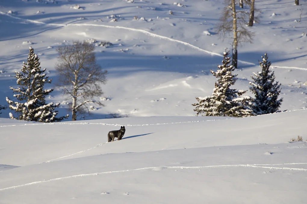 161_DruidAspenPineSnow9117.jpg