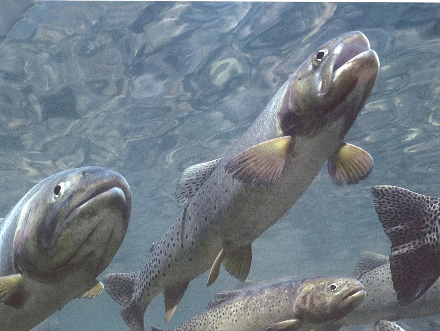Trout in water - Tom Murphy.jpg