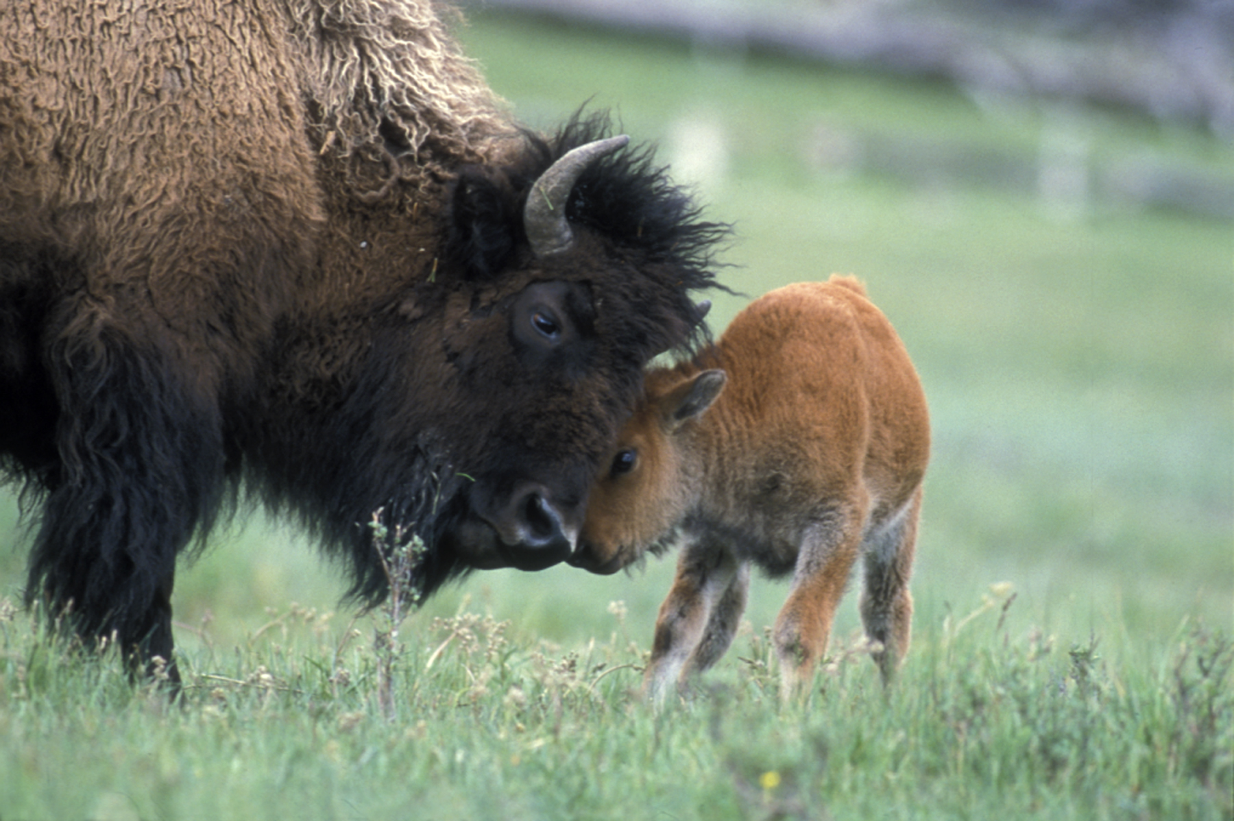 143_BisonCowCalfPlaying- Tom Murphy.jpg